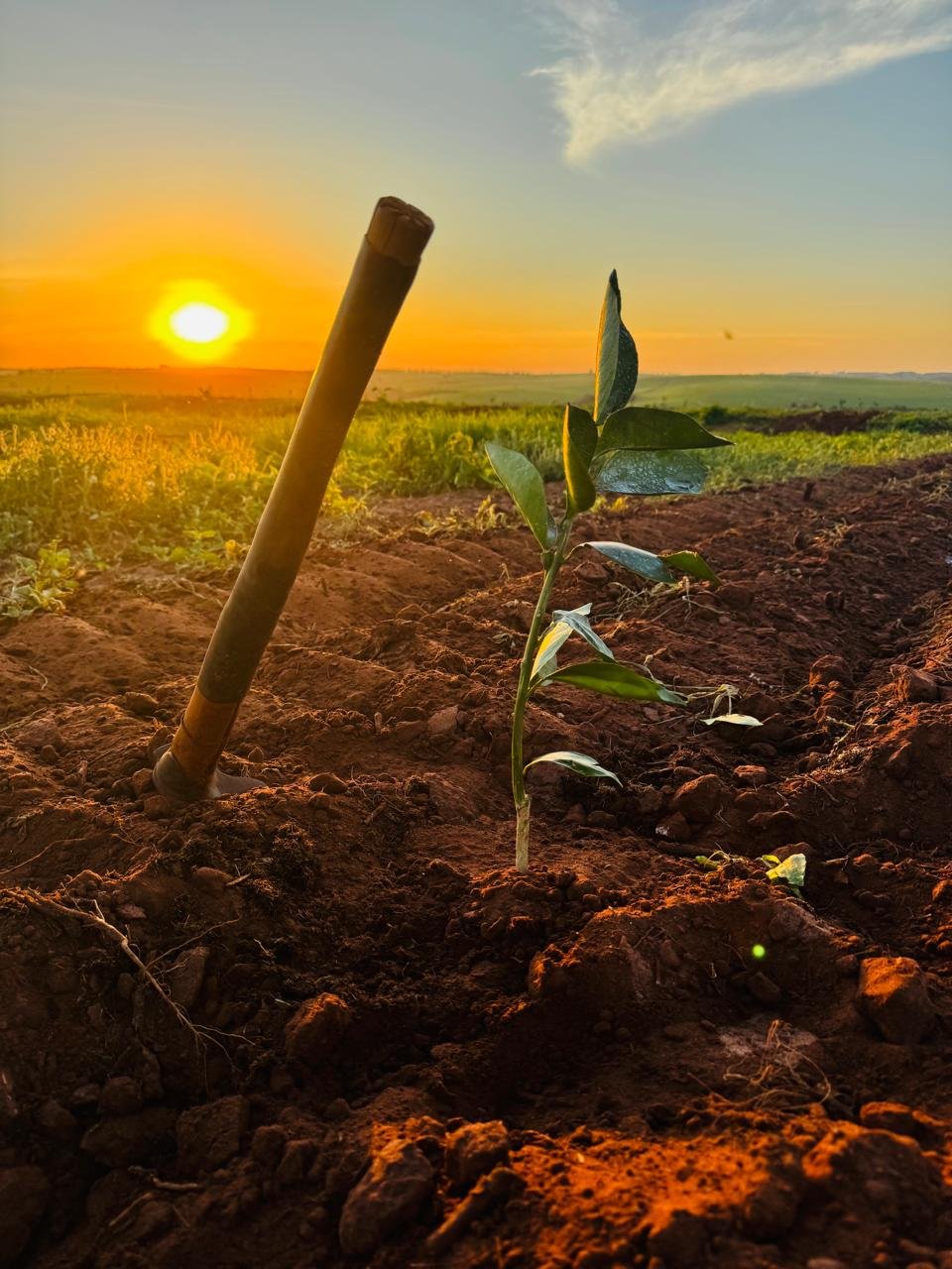 Trator em área de plantio